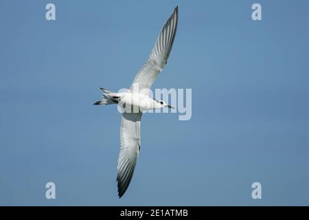 Sandwichseeschwalbe (Thalasseus sandvicensis) im Flug, Ostsee, Mecklenburg-Vorpommern, Deutschland Stockfoto