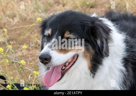 Australian Shepherd Stockfoto