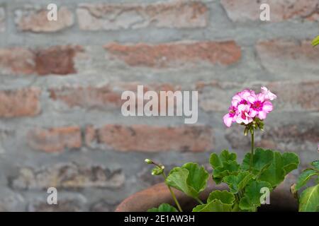 Blumentopf rosa mit weiß, Malvon Pflanze, Kardinalpflanze, Geranie Pflanze Stockfoto