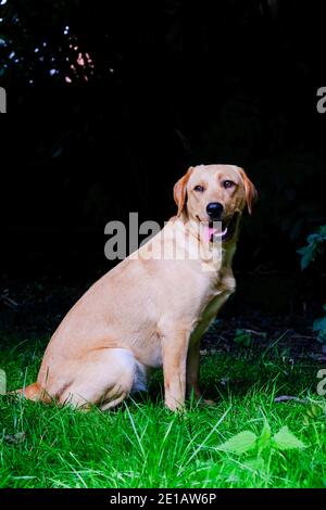 Nahaufnahme von goldbraunem labrador Retriever, auf grünem Gras in einem Park oder Garten sitzend, nach oben schauend, Hundehalsband, von der Sonne beleuchtet, verschwommener Hintergrund, vertikales Bild. Hochwertige Fotos Stockfoto