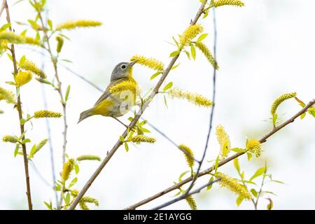 Nashville-Waldsänger (Vermivora ruficapilla), Männchen, Zuchtgefieder Stockfoto