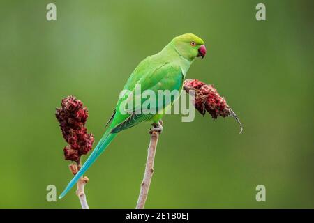 Rosenberingssittich (Psittacula krameri) auf dem Staghorn-Sumac-Baum (Rhus typhina), der sich an roten Blüten ernährt, Baden-Württemberg, Deutschland Stockfoto