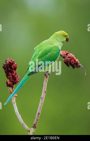 Rosenberingssittich (Psittacula krameri) auf dem Staghorn-Sumac-Baum (Rhus typhina), der sich an roten Blüten ernährt, Baden-Württemberg, Deutschland Stockfoto