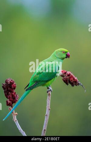 Rosenberingssittich (Psittacula krameri) auf dem Staghorn-Sumac-Baum (Rhus typhina), der sich an roten Blüten ernährt, Baden-Württemberg, Deutschland Stockfoto