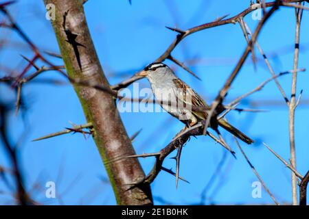 Weißkronenspatze - Zonotrichia leucophrys - thront auf einem Ast Eines dornigen Heuschreckenbaums Stockfoto