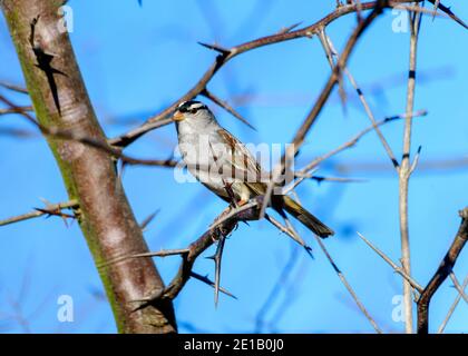 Weißkronenspatze - Zonotrichia leucophrys - thront auf einem Ast Eines dornigen Heuschreckenbaums Stockfoto