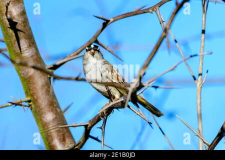 Weißkronenspatze - Zonotrichia leucophrys - thront auf einem Ast Eines dornigen Heuschreckenbaums Stockfoto