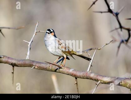 Weißkronenspatze - Zonotrichia leucophrys - thront auf einem Ast Eines dornigen Heuschreckenbaums Stockfoto