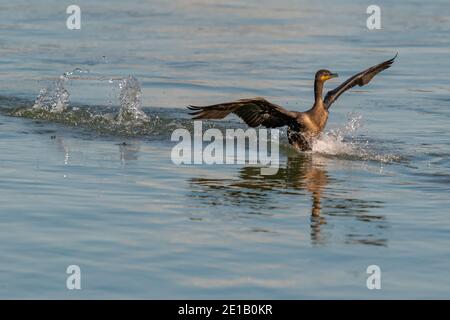 Doppelcrested Kormoran Fliegen in den blauen Himmel über der Susquehanna River Stockfoto