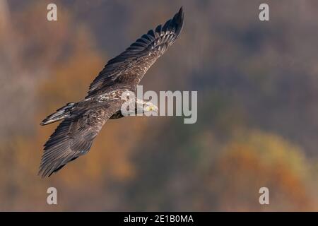 Majestätischer Weißkopfadler (Haliaeetus leucocephalus), der tief über dem Wasser schwingt, um einen Fisch mit seinen mächtigen Krallen zu fangen. Dynamische Action in der Wildnis Stockfoto