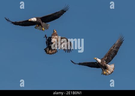 Majestätischer Weißkopfadler (Haliaeetus leucocephalus), der tief über dem Wasser schwingt, um einen Fisch mit seinen mächtigen Krallen zu fangen. Dynamische Action in der Wildnis Stockfoto