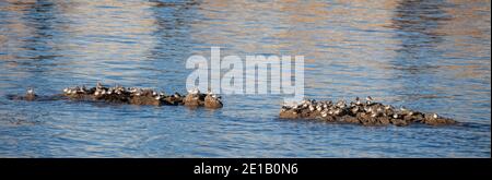 Ein Hochfluthafen von Küstenvögeln/Watvögeln in Saltcoats Harbour, North Ayrshire, Schottland. Die Vögel sind hauptsächlich Dunlins und Purple Sandpipers. Stockfoto