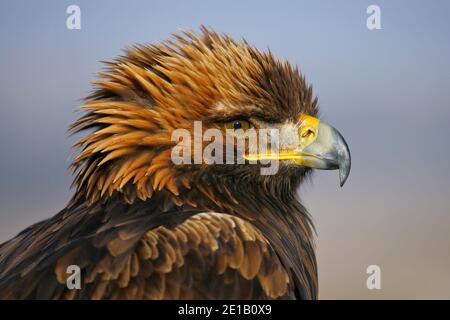 Europäischer Goldener Adler (Aquila chrysaetos) Kopfportrait, Österreich Stockfoto