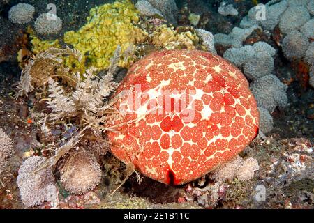 Nadelkissen Seestern, Culcita novaeguineae. Tulamben, Bali, Indonesien. Bali Meer, Indischer Ozean Stockfoto