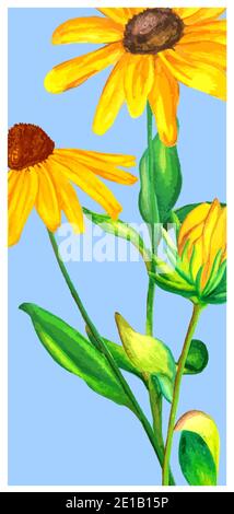 Handgezeichnete Aquarell-Illustration von Bouquet von gelben und grünen Rudbeckia auf blauem Hintergrund. Buchmarke. Stock Vektor