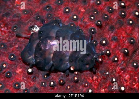 Sea Gurke Skala Wurm, Gastrolepidia clavigera, kriechen auf seinem Wirt holothurian, die schwarze Seegurke, Holothuria atra. Uepi, Salomonen. Stockfoto