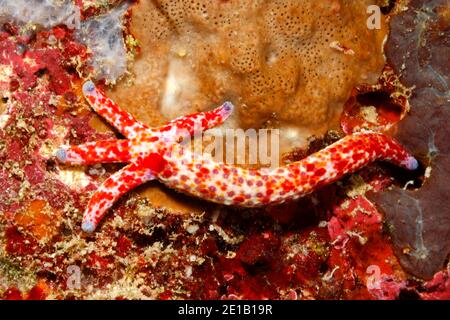 Comet Sea Star, Linckia multifora, zeigen eine Vier arm Regeneration wächst aus dem Stumpf eines 'übergeordneten' Arm. Siehe unten für mehr Informationen. Stockfoto