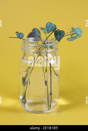 Kette von Herzen Stecklinge, die in einem Glas mit Wasser propagiert. Stockfoto