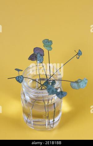 Kette von Herzen Stecklinge, die in einem Glas mit Wasser propagiert. Stockfoto