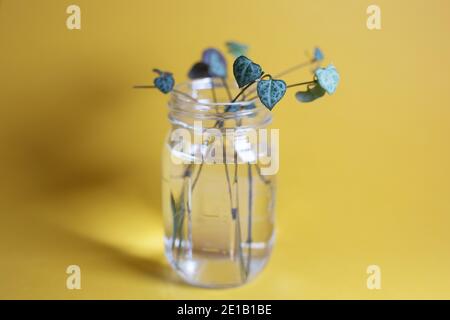 Kette von Herzen Stecklinge, die in einem Glas mit Wasser propagiert. Stockfoto