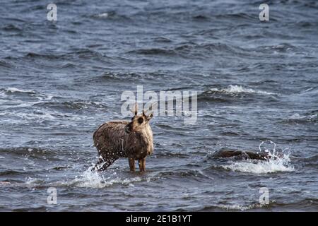 Junge karge karibou, rangifer tarandus groenlandicus, im Wasser in der Nähe von Arviat Nunavut Stockfoto