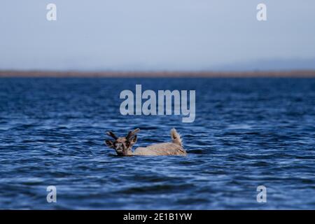 Junge karge karibou, rangifer tarandus groenlandicus, schwimmend durch Wasser in der Nähe von Arviat Nunavut Stockfoto