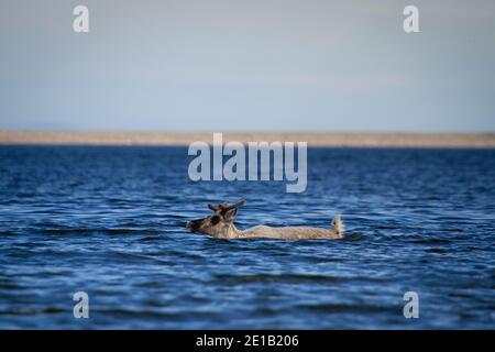 Junge karge karibou, rangifer tarandus groenlandicus, schwimmend durch Wasser in der Nähe von Arviat Nunavut Stockfoto