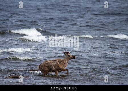 Junge karge karibou, rangifer tarandus groenlandicus, Spaziergang durch Wasser in der Nähe von Arviat Nunavut Stockfoto