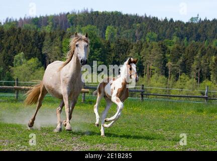 Am Nachmittag grast das Fohlen mit der Stute und läuft im Fahrerlager. Stockfoto