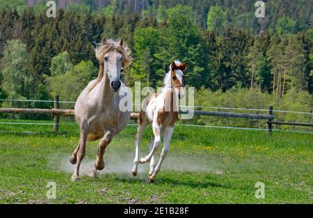 Am Nachmittag grast das Fohlen mit der Stute und läuft im Fahrerlager. Stockfoto