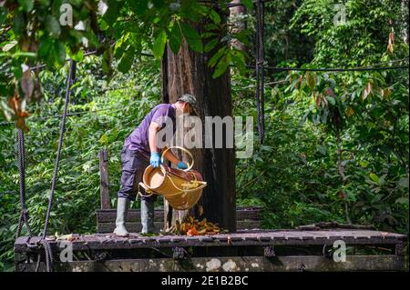 Naturschützer Arbeiter, die Nahrung auf einer Plattform an der Sepilok Orangutan Rehabilitationszentrum Stockfoto