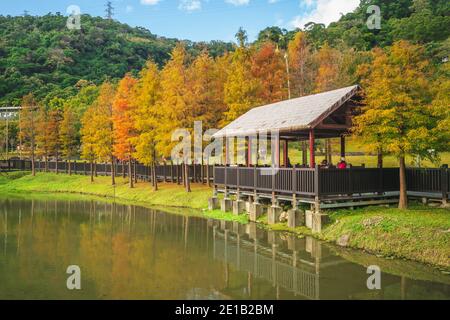 Bald Zypressen im Indigenous People Park in Taipei, taiwan Stockfoto