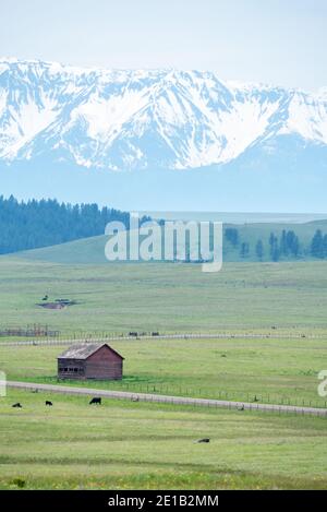 Kühe grasen auf einer Ranch auf der Zumwalt Prairie in Oregon. Stockfoto