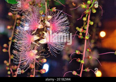 Barringtonia racemosa oder Puderbaumblüte in der Nacht in Yilan, Taiwan. Wie ein Feuerwerk hängen Stränge von Blumen an den Bäumen. Aufgenommen im Sommer Stockfoto