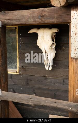 Ein Kuhkopf Schädel auf einem hölzernen kleinen Haus in Eine Farm Stockfoto