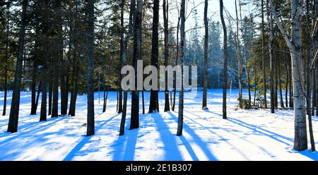 Baumstämme werfen Schatten auf den Schnee an einem Wintertag. Stockfoto