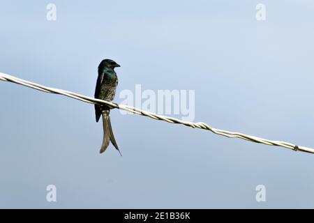 Bronzierter schwarzer Drongo-Vogel, der auf dem elektrischen Draht sitzt. Stockfoto