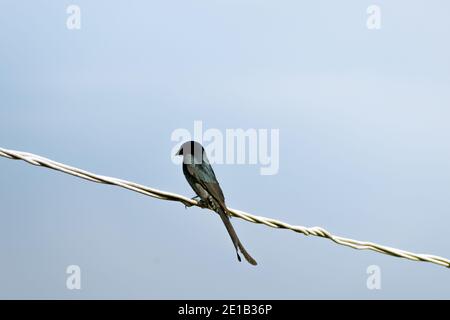 Bronzierter schwarzer Drongo-Vogel, der auf dem elektrischen Draht sitzt. Stockfoto