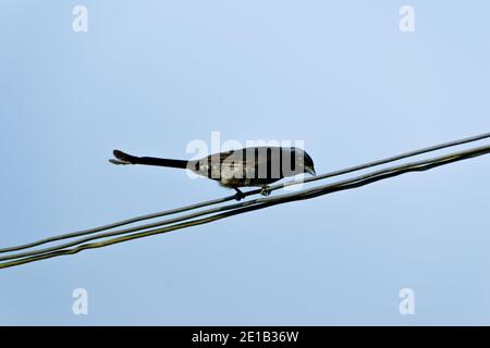 Bronzierter schwarzer Drongo-Vogel, der auf dem elektrischen Draht sitzt. Stockfoto