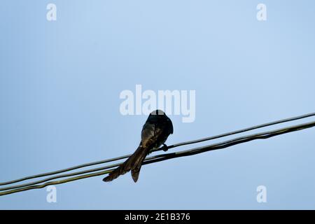 Bronzierter schwarzer Drongo-Vogel, der auf dem elektrischen Draht sitzt. Stockfoto