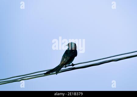 Bronzierter schwarzer Drongo-Vogel, der auf dem elektrischen Draht sitzt. Stockfoto