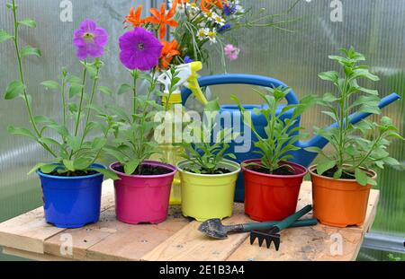 Junge Sprossen von Petunuia Blumen in bunten Töpfen mit Werkzeug und Gießkanne. Vintage botanischen Hintergrund mit Pflanzen, Home Hobby Stillleben mit Stockfoto