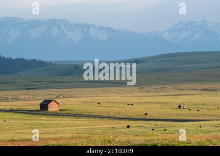 Kühe grasen auf einer Ranch auf der Zumwalt Prairie in Oregon. Stockfoto