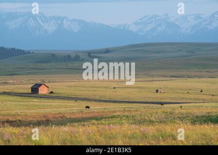 Kühe grasen auf einer Ranch auf der Zumwalt Prairie in Oregon. Stockfoto