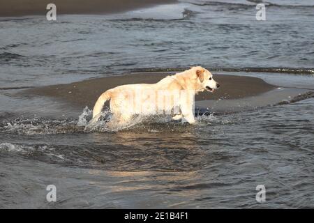 Golden/Yellow Labrador Genießen Sie das Meer in Raglan in Neuseeland Stockfoto