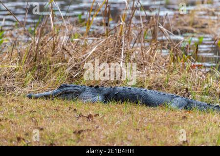 Großer Alligator, der am Ufer des Teiches im St. Marks Wildlife Refuge, Florida USA, ruht Stockfoto