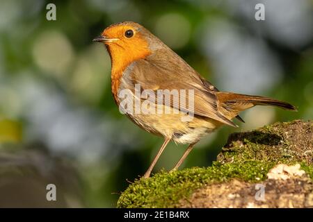 Robin Stockfoto