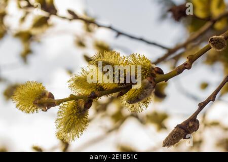 Flauschige Knospen am Baum blühen im Frühjahr. Stockfoto