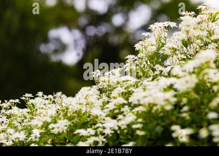 Wilde Blumensträucher von Süße Herbst clematis Stockfoto