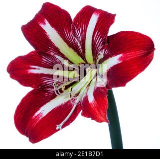 'Gilmar' Hippeastrum, Amaryllis (Hippeastrum x Hortorum) Stockfoto